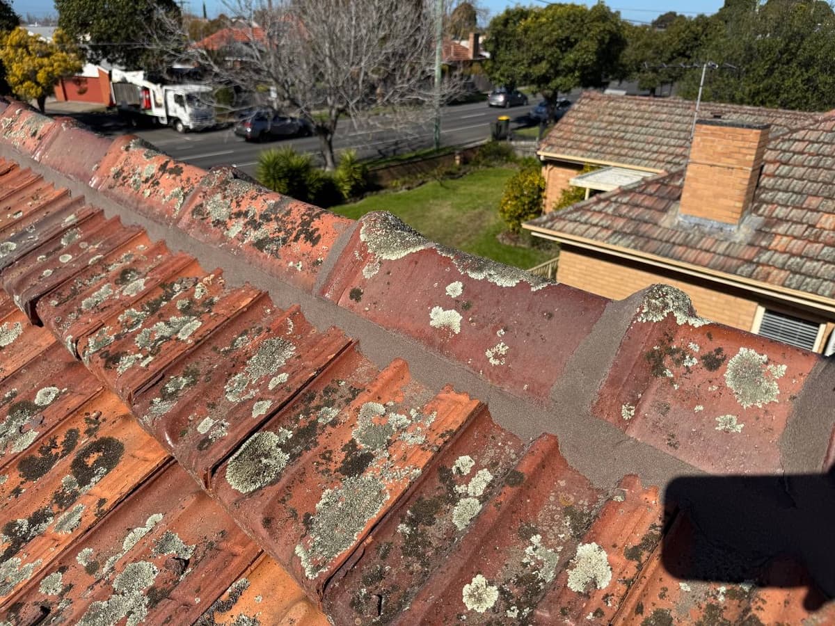 Lichen and moss damaged tile roof Geelong – before restoration